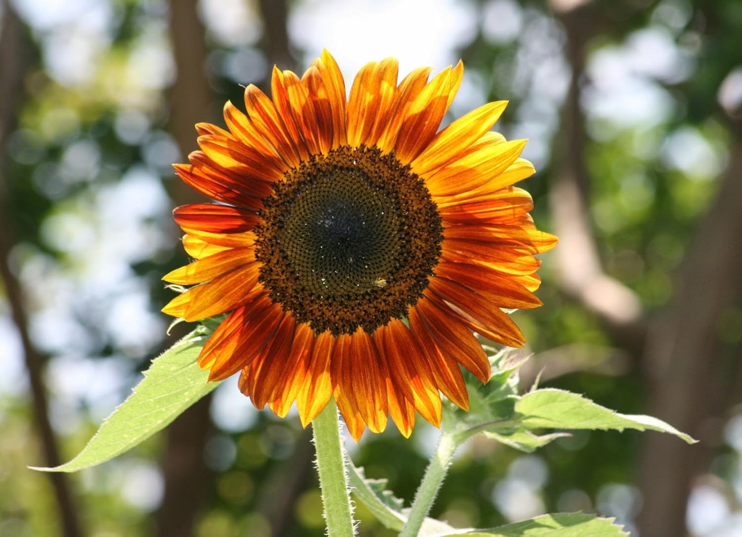 Non GMO Bulk Evening Sunflower Seeds (Helianthus annuus) (10 Lbs)