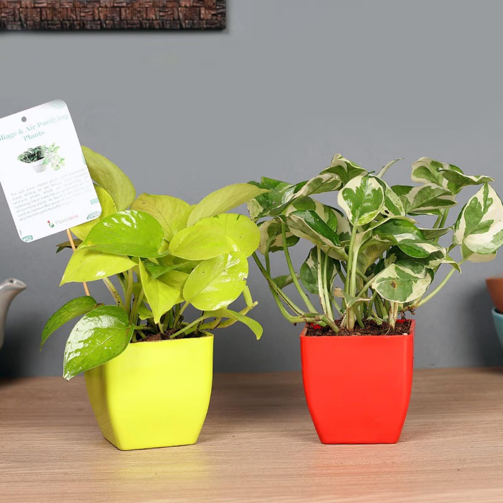 FlowerAura Decorative Set Of 2 (Money & Pothos Plant) Live Indoor Plant With Plastic Pot Vase For Living Room, Table Corner, Balcony, Kitchen, Office/Home Decoration (Same Day Delivery) (B0C3HX14XL) Amazon Price History, Amazon Price Tracker