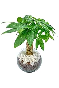 観葉植物初心者応援⭕️ 71P1LgxZhNL._UF350,350_QL50_.jpg