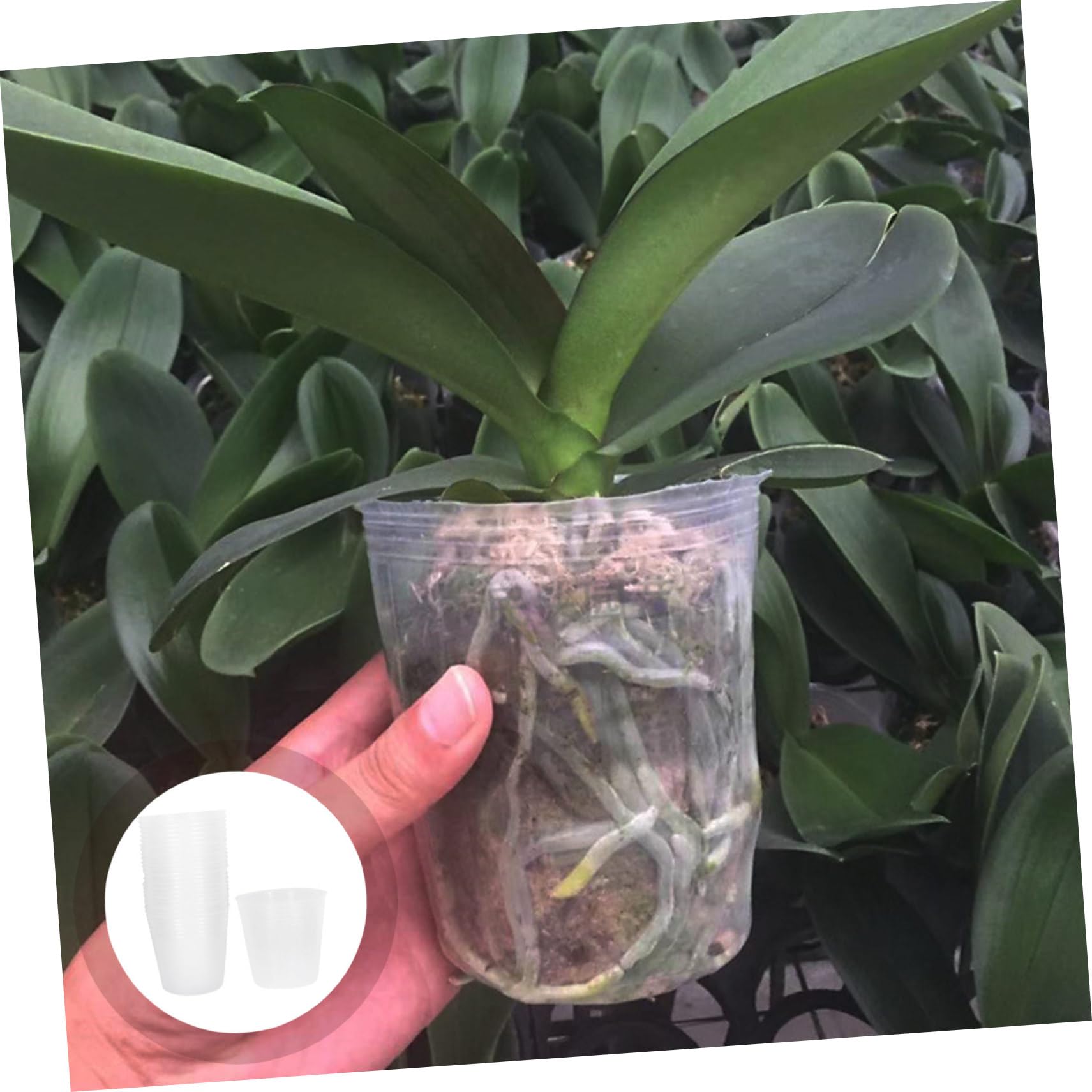 108pièces Pots De Plantations Transparente Contenants De Utiles pour Orchidées Et Succulentes Poches De Jardinage