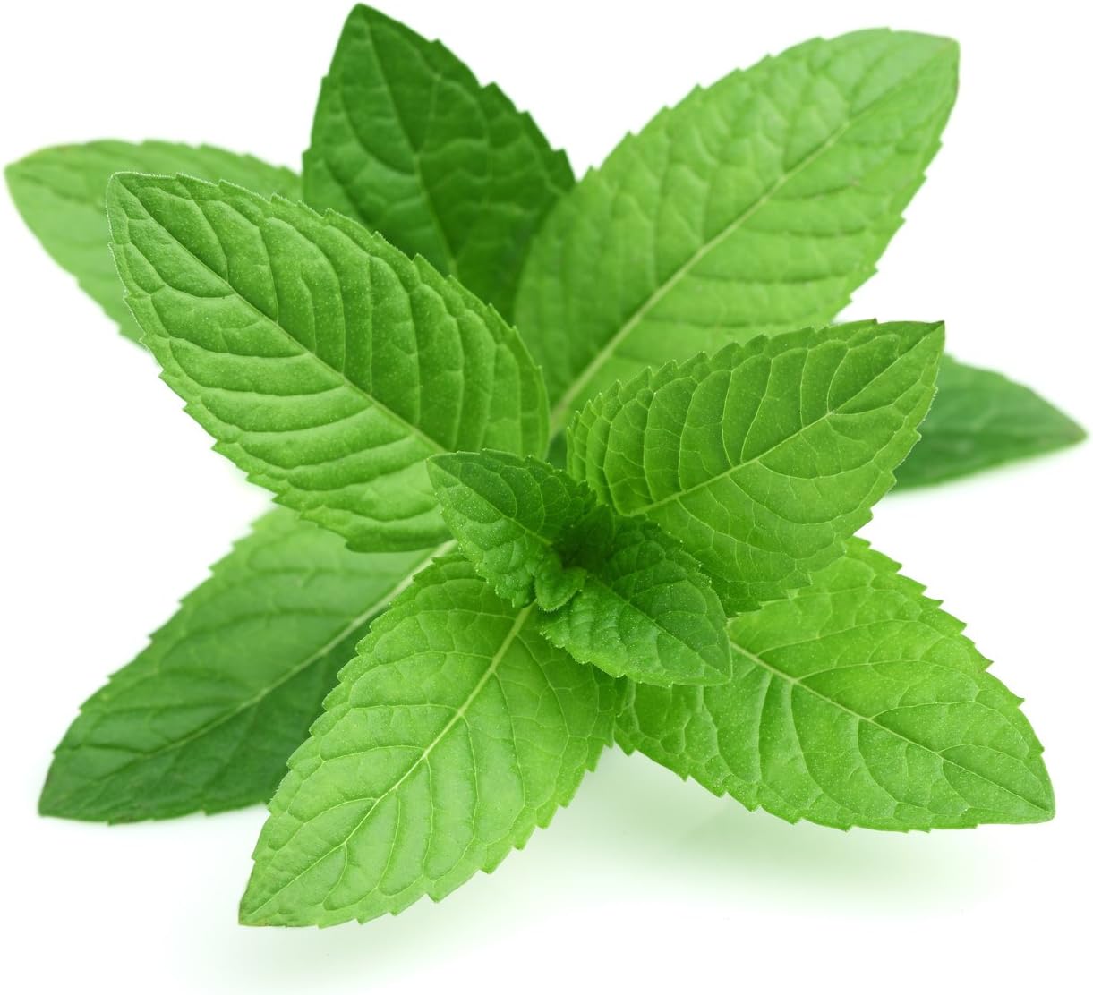 2000 Mint Seeds Original Peppermint + Spearmint herb Seeds Non-GMO, and Organic!