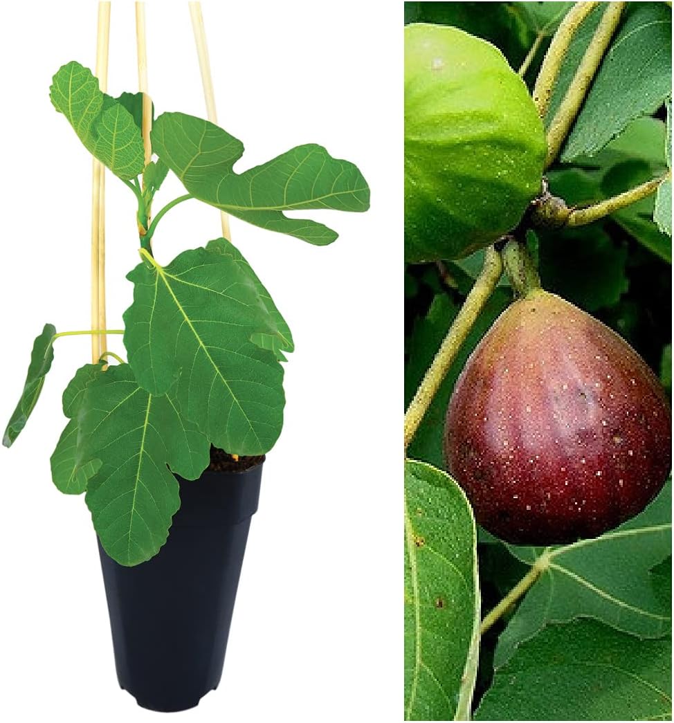 Carbeth Plants Ficus Carica 'Brown Turkey' - Fig Fruit Tree in A 2L Pot - Miniature Patio Fruit Trees - Figs Outdoor and Garden Tree