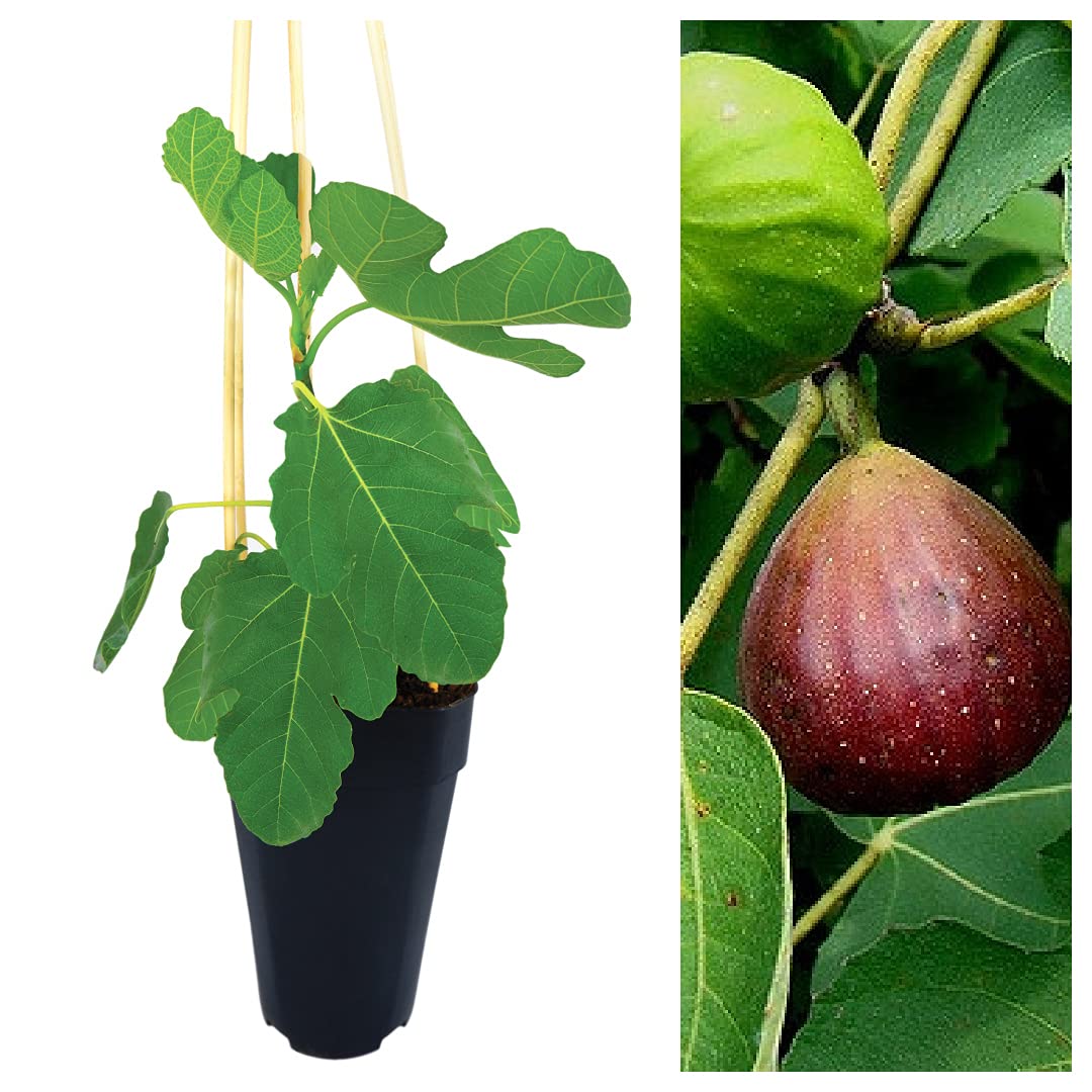 Carbeth Plants Ficus Carica 'Brown Turkey' - Fig Fruit Tree in A 2L Pot - Miniature Patio Fruit Trees - Figs Outdoor and Garden Tree
