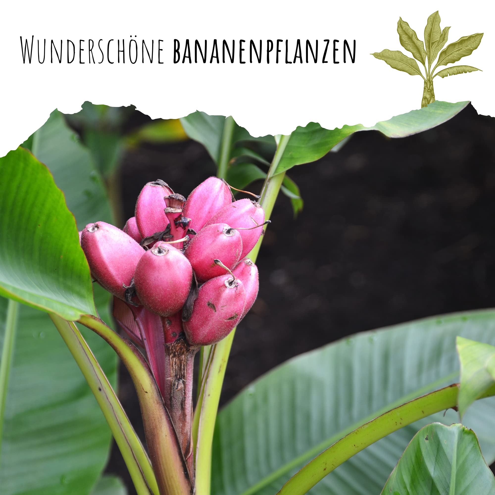 ficus calathea Calathea Pink Stripes Ornata Prayer Plants