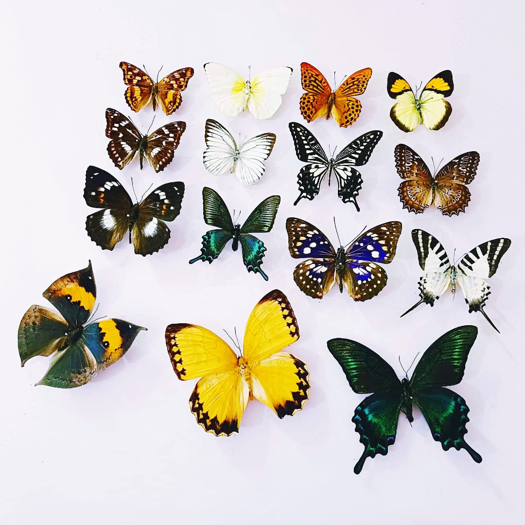 15 pcs of Real Dried Dead Butterflies with Spread Wings