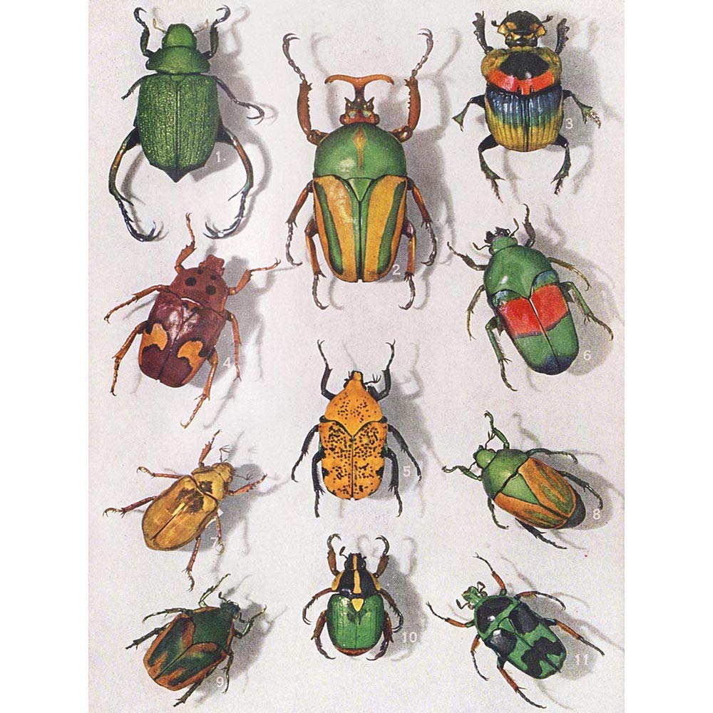 Wee Blue Coo Scientific Graph Beetles Insect Colourful Rainbow Art Print Poster Wall Decor 12X16 Inch