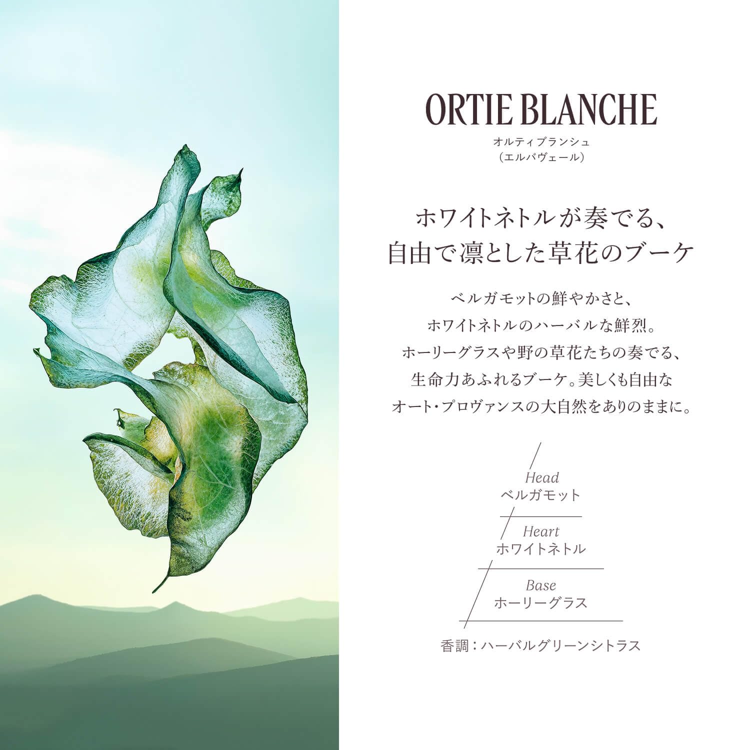 ロクシタン オルティブランシュ エルバヴェール パフュームド ボディミルクサムネイル2