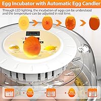 Vista 4 de Incubadoras de huevos para incubar huevos con girador automático de huevos, 8 incubadoras para huevos de gallina con vela de huevos para pollo