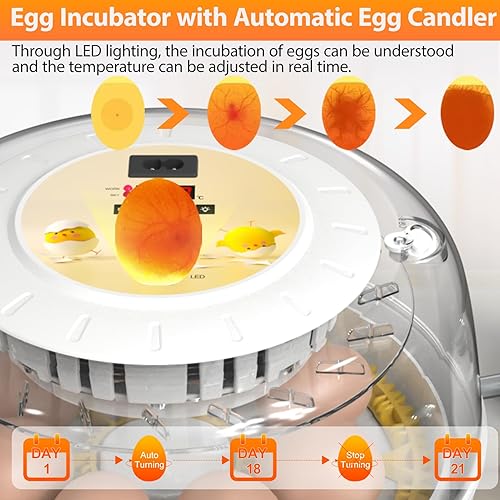 Miniatura 4 de Incubadoras de huevos para incubar huevos con girador automático de huevos, 8 incubadoras para huevos de gallina con vela de huevos para pollo