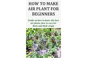 Wild Creations Hilton Carter: Your Guide to Air Plants