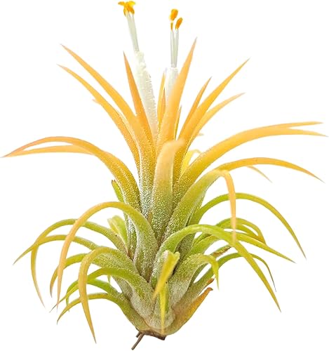Plantas de aire vivas, druida 3Ionantha, plantas de aire de 2 a 3 pulgadas, color y forma varían según la temporada, garantía de 30 días en disponible en Yaxa Colombia