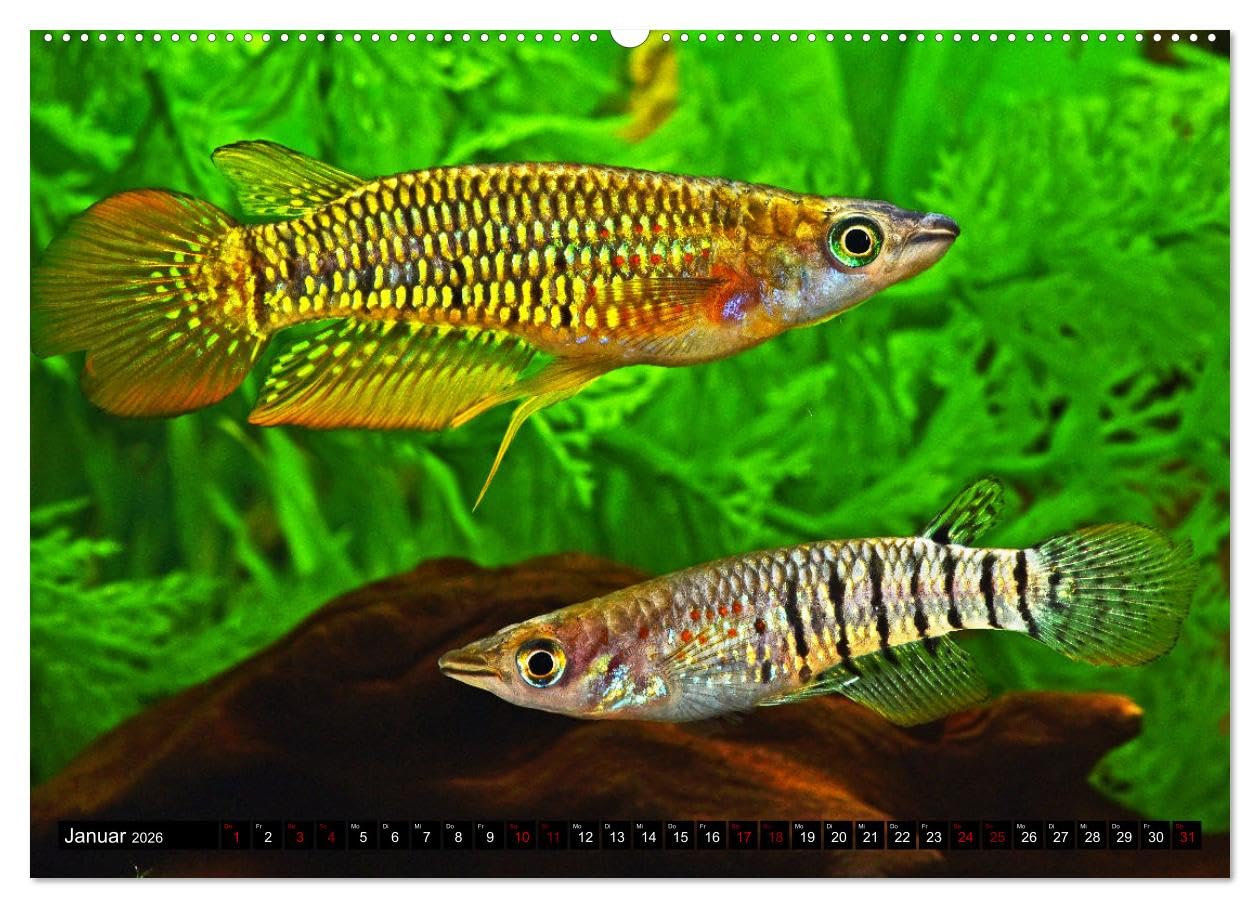 Beliebte Fische der Welt (hochwertiger Premium Wandkalender 2026 DIN A2 quer), Kunstdruck in Hochglanz: Aquaristik - Farbenprächtige Süßwasserfische