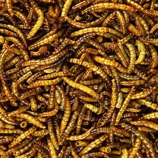 Naturprodukt getrocknete Mehlwürmer 1 kg - High Qualität Premium Futter für Wildvögel product image