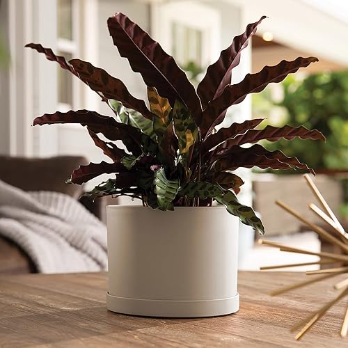 Miniatura 4 de Bloem Mathers - Maceta con bandeja para platillo de 8 pulgadas, color beige