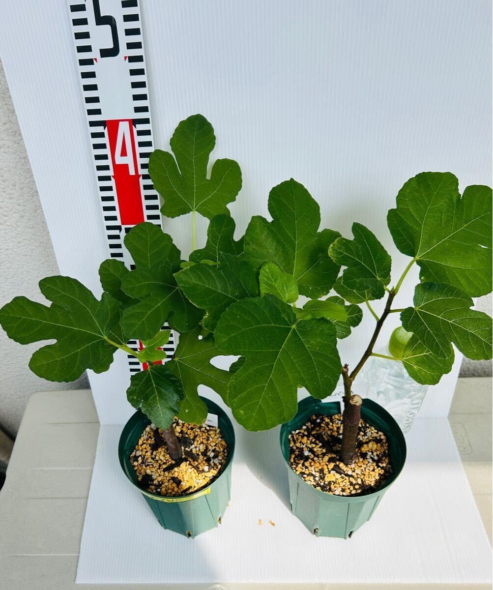 イチジク苗木 [ BLACK HOLE 」2-136 イチジク 苗木 ビオレーソリエス