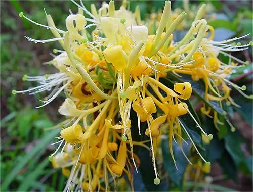 Miniatura 3 de Semillas de jardín Semillas Madreselva Semillas 100+ Semillas Lonicera Japonica Semillas Madreselva Japonesa Granos dorados de plata semillas