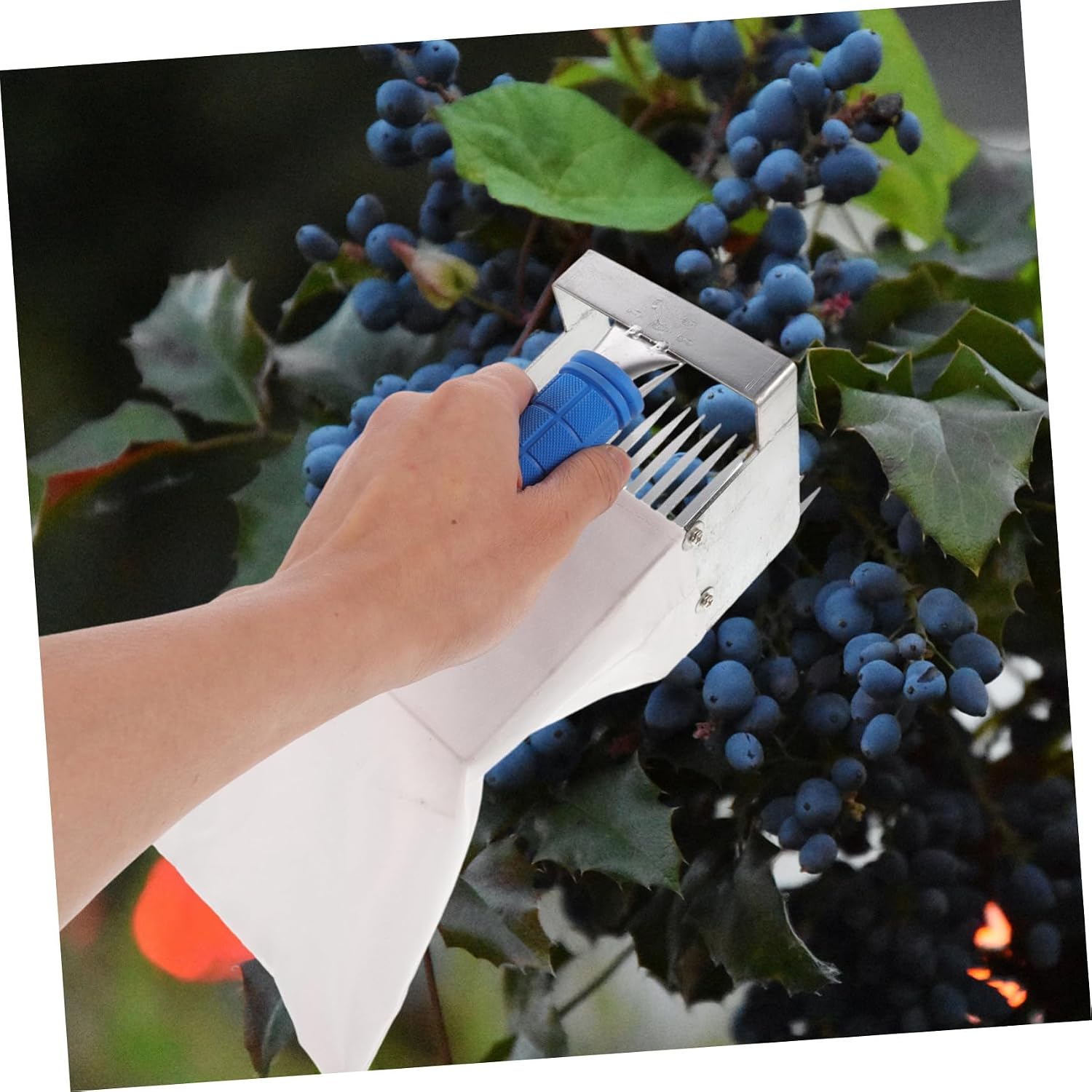 Ipetboom Blueberry Tools Dibbler Berries Tool Leaf Rake Fruits Berry Picker and Rake Supplies Strawberry Picker Mango Pole Blueberry Collector Remover Plant Stainless Steel