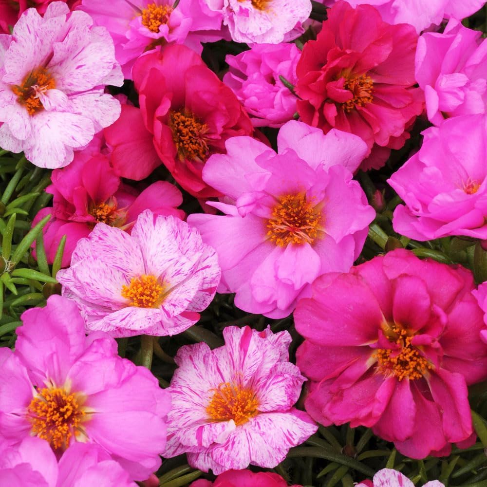 Flores