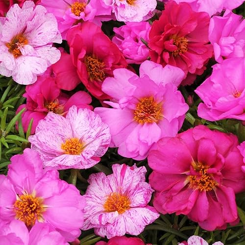 Más de 20000 semillas de rosas de musgo para plantar al aire libre, Portulaca Grandiflora Rose Ornamental Embellecer para tu hogar Grarden