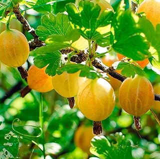 Gooseberry Ribes uva-crispa Hinnomaki Yellow Garden Plant Hardy Shrub Flowering Garden Plants Easy to Grow Your Own 1x 9cm Potted Plant by Thompson and Morgan