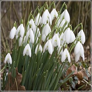 Garden Perennial Snowdrop Bulbs Snowdrop Tuber Planting Potted Planting Ornaments for Beginners-17bulbs,A