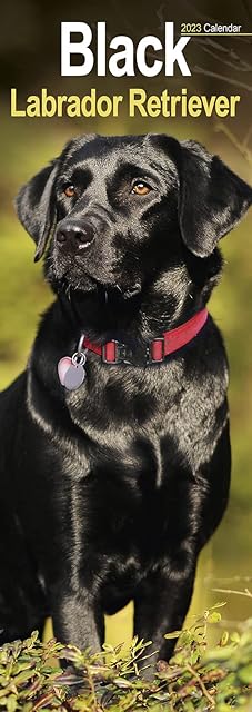 Black Labrador Retriever Slim Calendar 2023 | Dog Breed Slimline Calendar | 12 Month | with Free Organisational Stickers