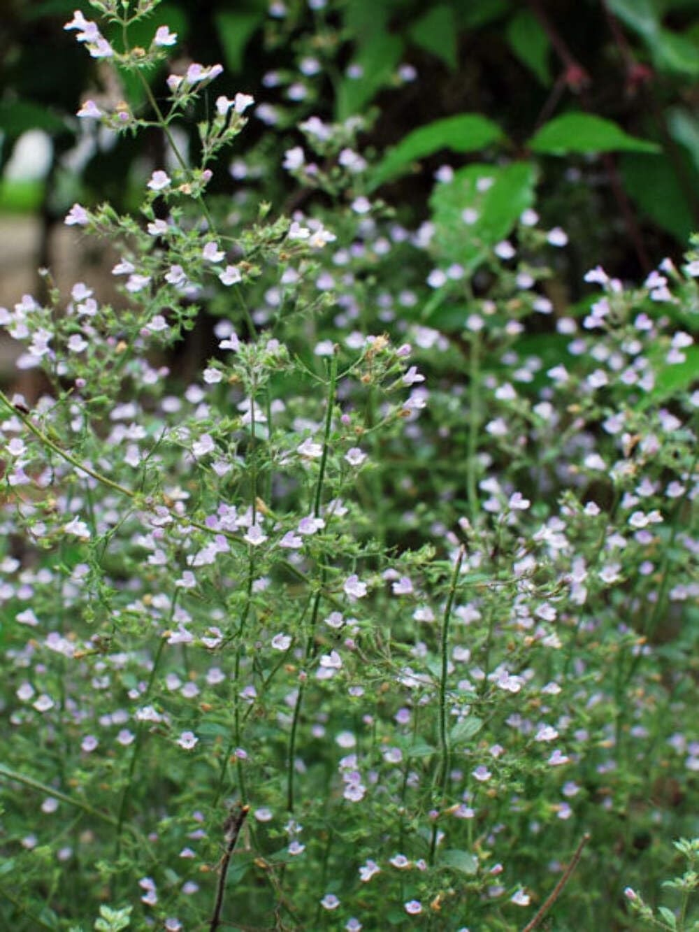 Perennial Farm Marketplace Calamintha n. 'Blue Cloud' (Calamint) Perennial, Size-#1 Container, Pale Cobalt Colored Flowers on Silvery Foliage