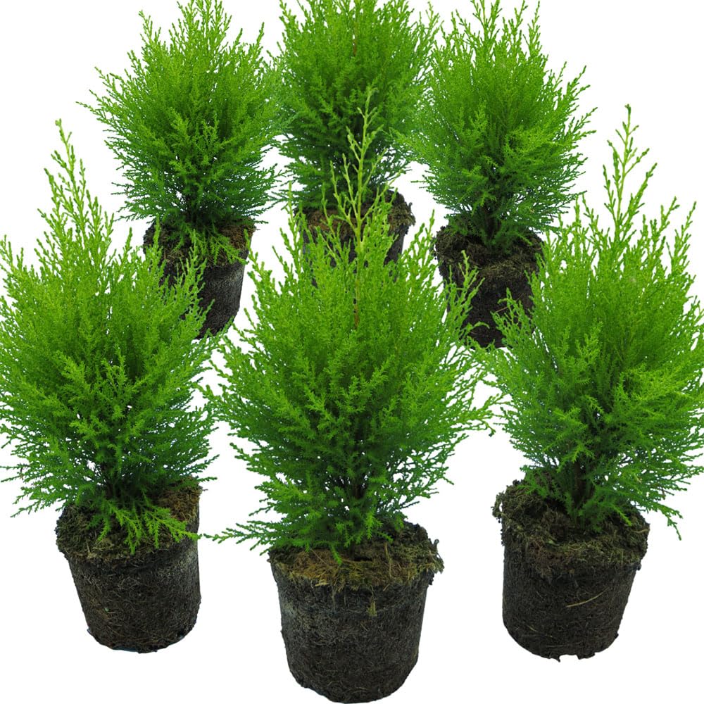 Cupressus Goldcrest Wilma Citrus Spire – 6 Evergreen Conifer Plants - Lemon Scented Upright Golden Foliage for Pots, Borders, Doorways & Patio Containers (6)