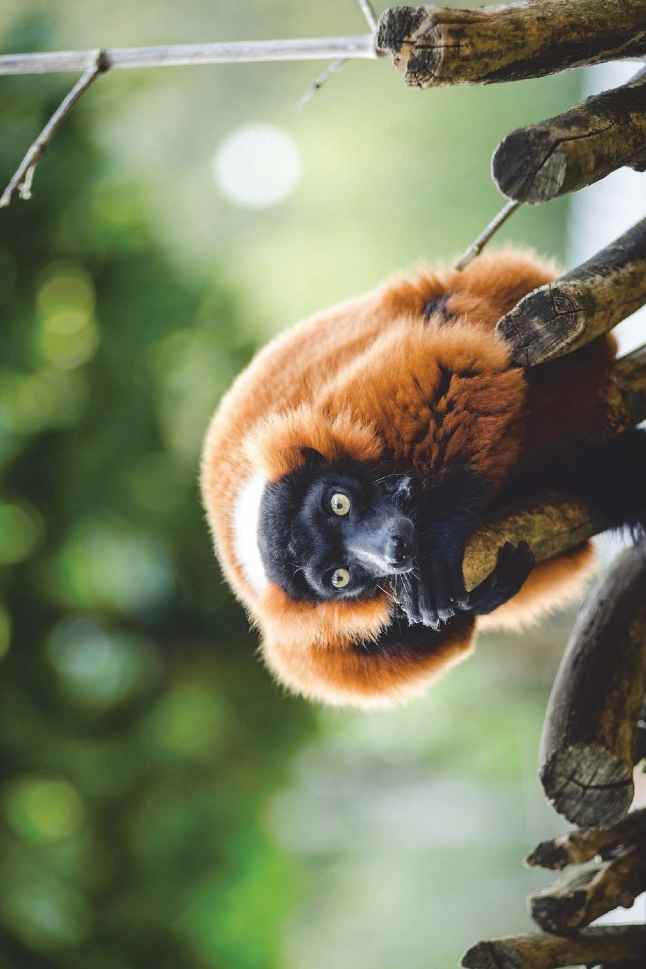 Red Ruffed Lemur Journal: 150 page lined notebook/diary