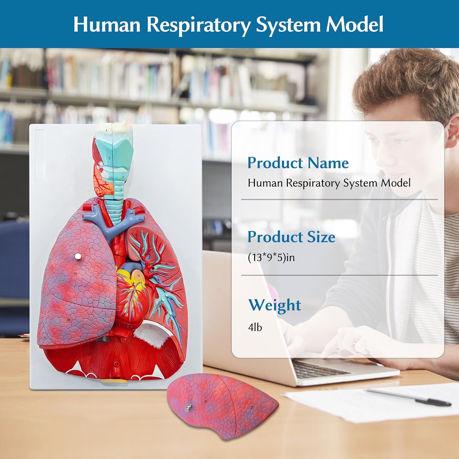 JNMFTD Human Respiratory System Model,1:1 Life Size Human Larynx Heart Lungs Anatomy Model 7-Parts Removable Organs with Product Manual Card PVC Labeled Number for Medical Study Display Educational