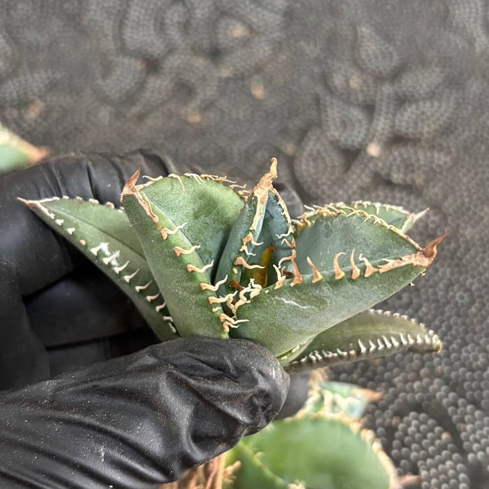 Amazon.co.jp: 多肉植物 アガベ チタノタ 悪魔くん 小株 3株同梱