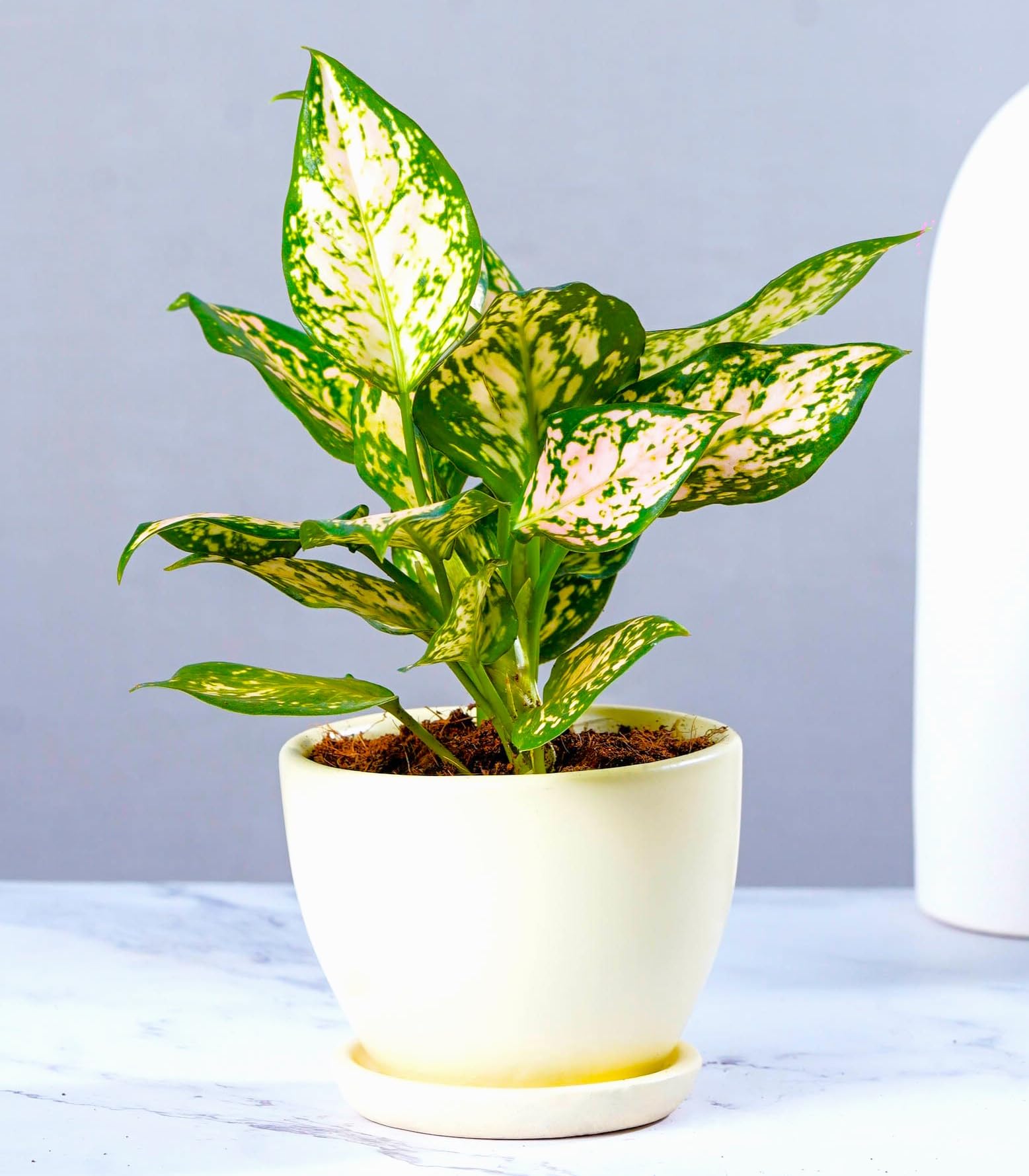 See full amazon price history chart for Nurturing Green® Rare Exotic Aglaonema Eileen Air Purifying Live Indoor Plant in Ivory White Ceramic Pot for Home Décor (Size: Small) | Indoor Plants for Living Room Nurturing Green® Rare Exotic Aglaonema Eileen Air Purifying Live Indoor Plant in Ivory White Ceramic Pot for Home Décor (Size: Small) | Indoor Plants for Living Room (B0BGZBCFCG) Amazon Price History, Amazon Price Tracker