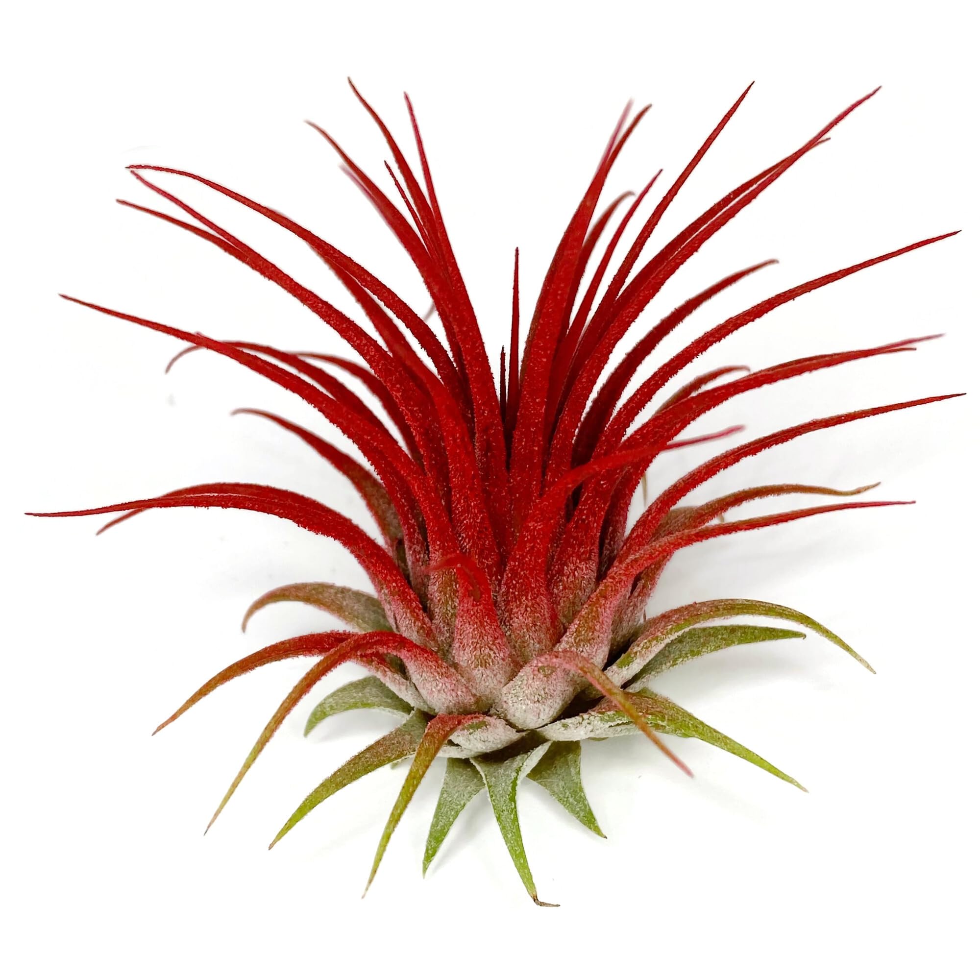 Ionantha Guatemala Tillandsia Air Plant, Guatemala Tillandsia Live Airplant, Healthy Arrival Guaranteed, Great Indoor Plant, Home Decor &amp; Gift (Red)