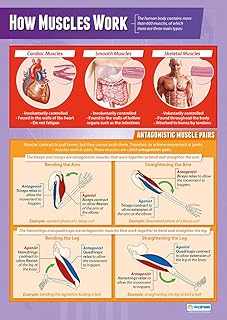 How Muscles Work | PE Posters | Gloss Paper measuring 850mm x 594mm (A1) | Physical Education Charts for the Classroom | Education Charts by Daydream Education