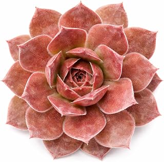 Sempervivum Hot Cocoa - Live Succulent Plant, 2 Inch Pot, Deep Brown Red Rosette with Rich Color, Easy to Care, Cold Hardy, Pet Friendly Indoor and Outdoor Plant for Garden, Home Decor