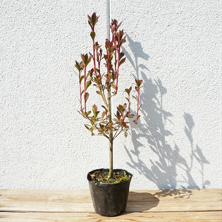 Amazon.co.jp: 苗/苗木 【15本セット】 ドウダンツツジ 樹高0.3m前後