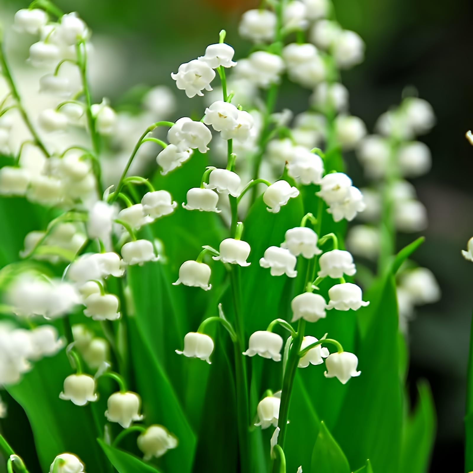 Lily of The Valley Flower Bulbs - 5 Roots Per Pack - Pleasantly Scented - Deer Resistant - Good as Cut Flowers - Naturalizing - Perennializing - Easy to Grow Live Plants - Outdoor Garden