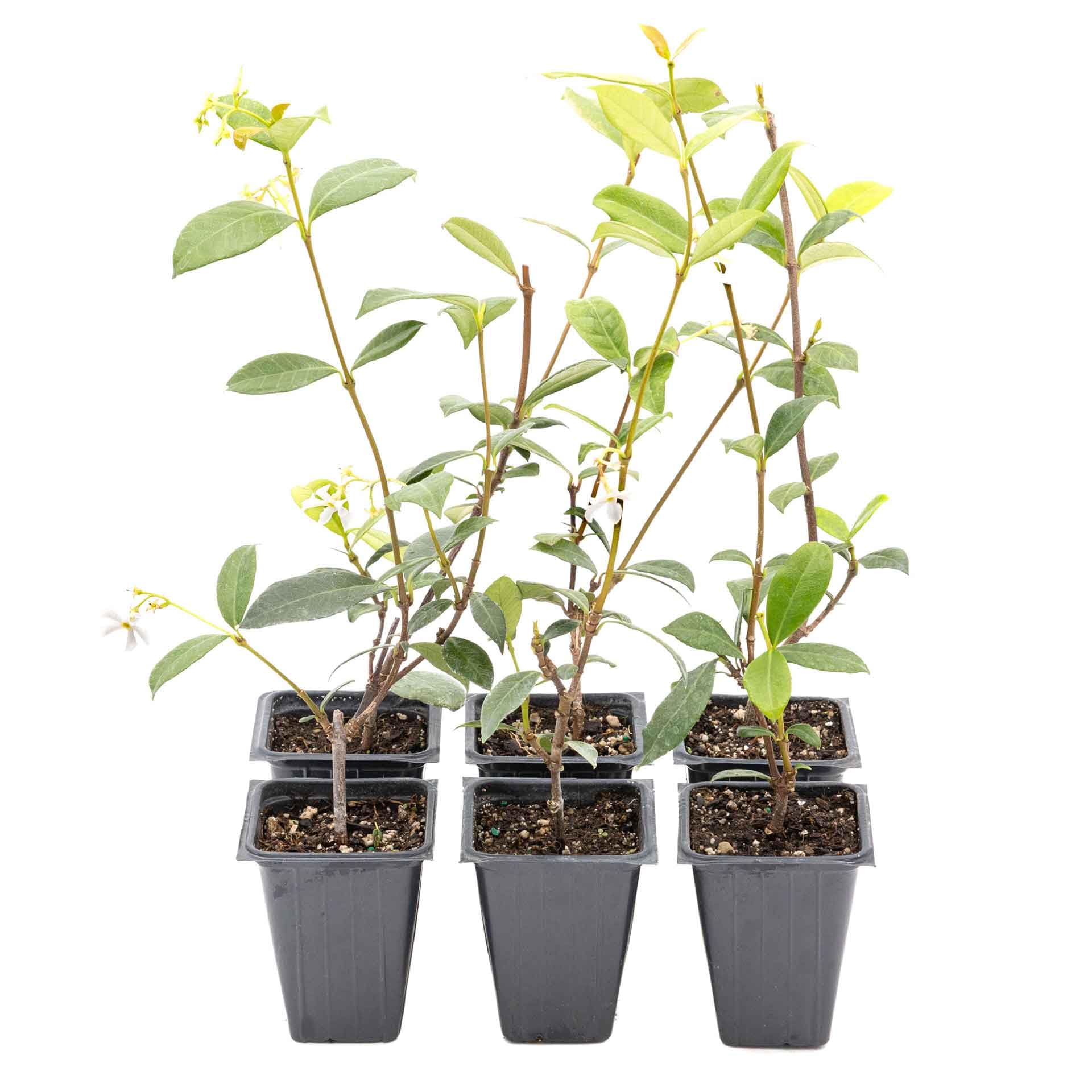 jasmineページ Trachelospermumjasminoides_Con