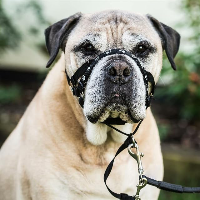 Foto 2 de 3 de Mikki Arnés para Perros y Cachorros Collar de Paseo -Anti tirones, no más tirones, tirones, ahogamiento -XL
