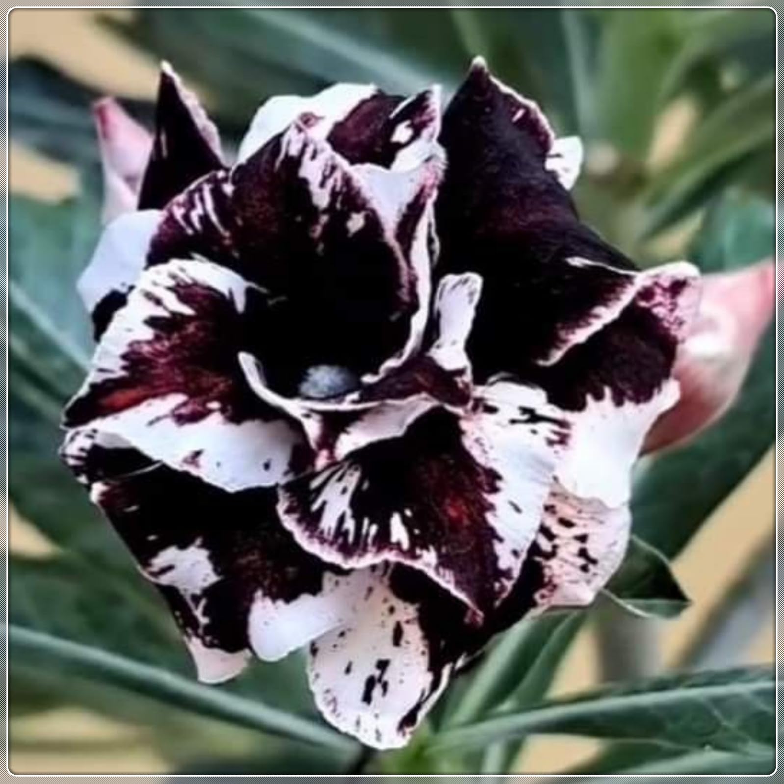 Magnificent Desert Rose Bulbs in Bulk: Hardy Perennial Desert Rose Bushes for Garden Ready to Plant Garden Displays-1 Bulb-B — image 1