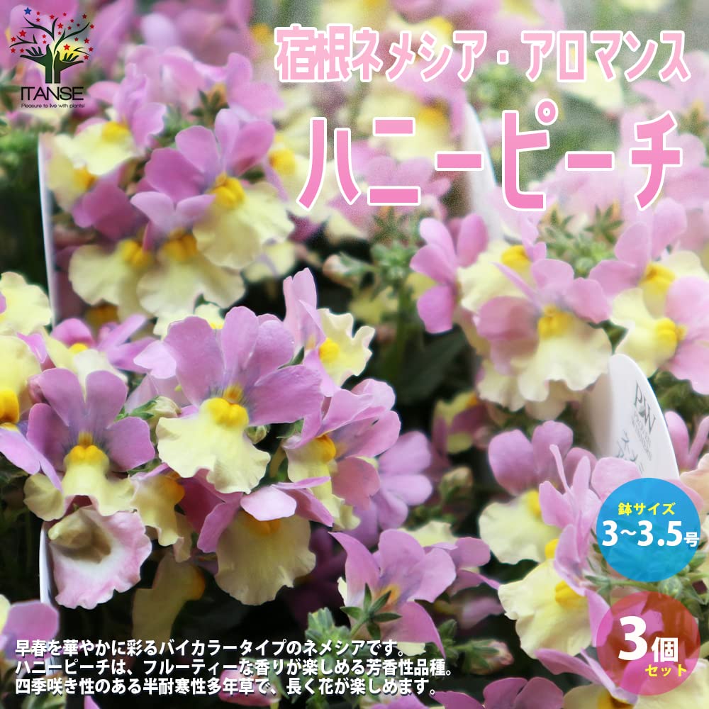 Amazon.co.jp: ITANSE 宿根ネメシア アロマンス ハニーピーチ 3