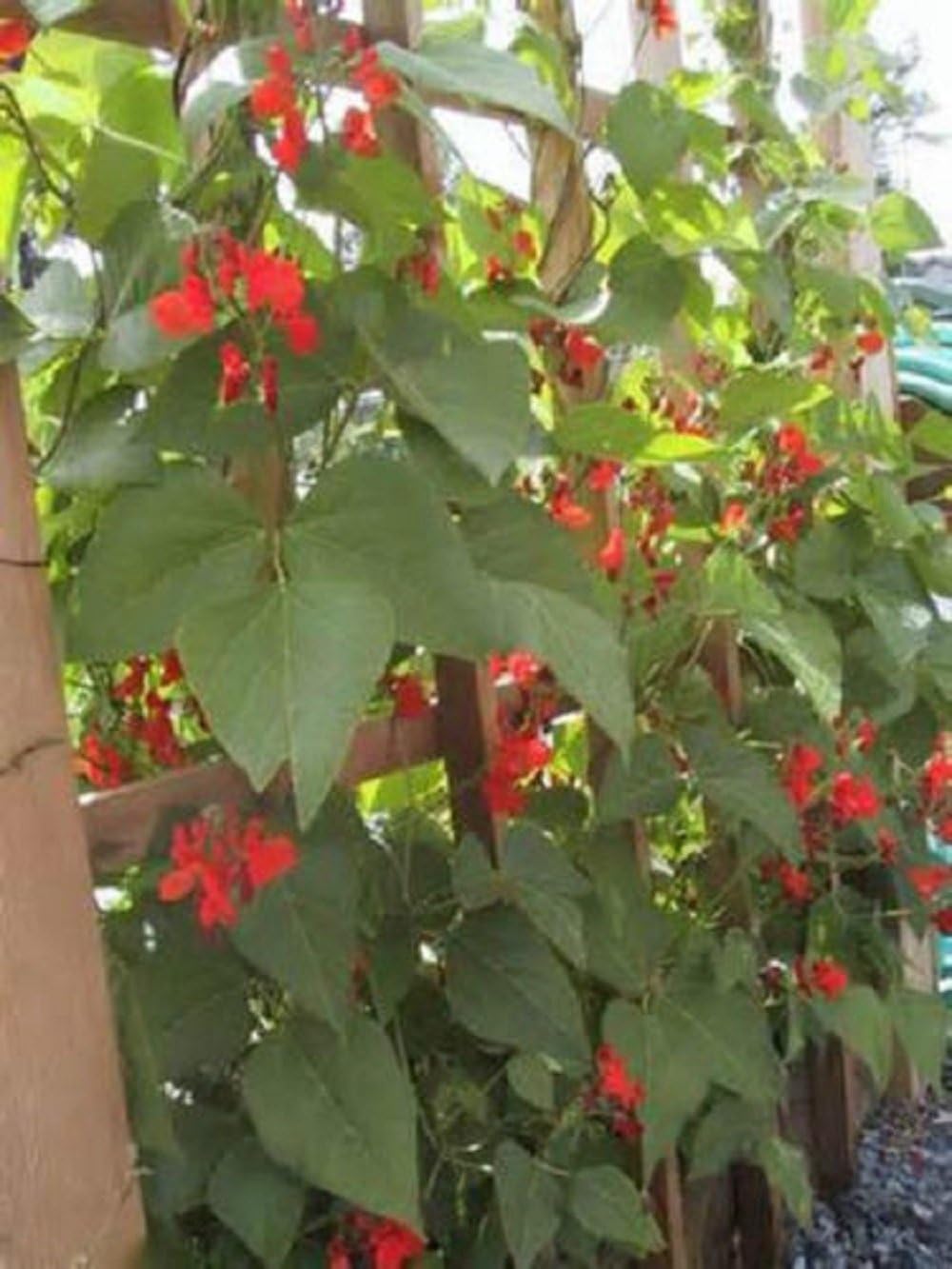 200 Scarlet runner bean seeds new seed for 2017 Season