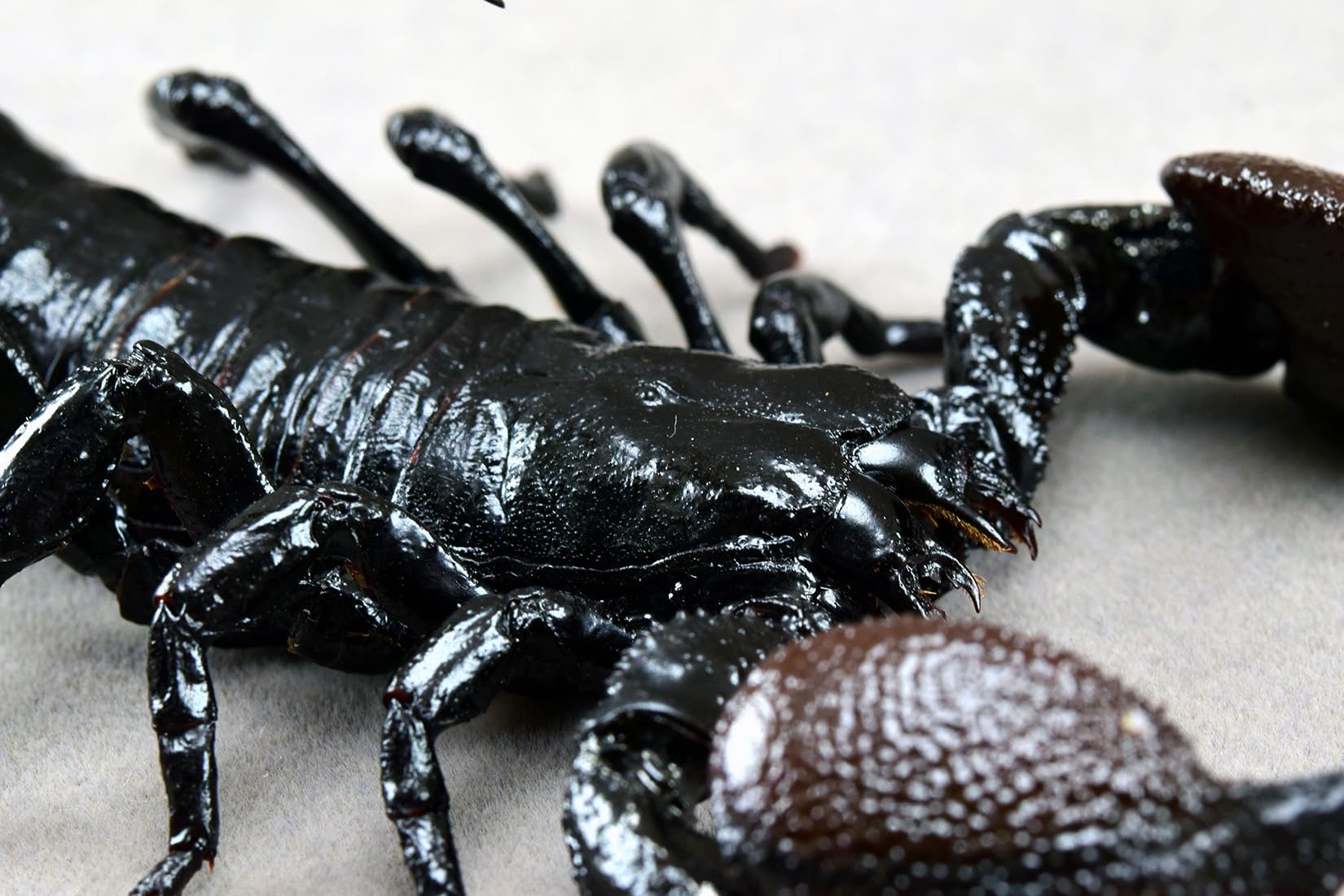 Amazon.co.jp: 涅槃 ダイオウサソリ 12CM 大王蠍 フィギュア サソリ