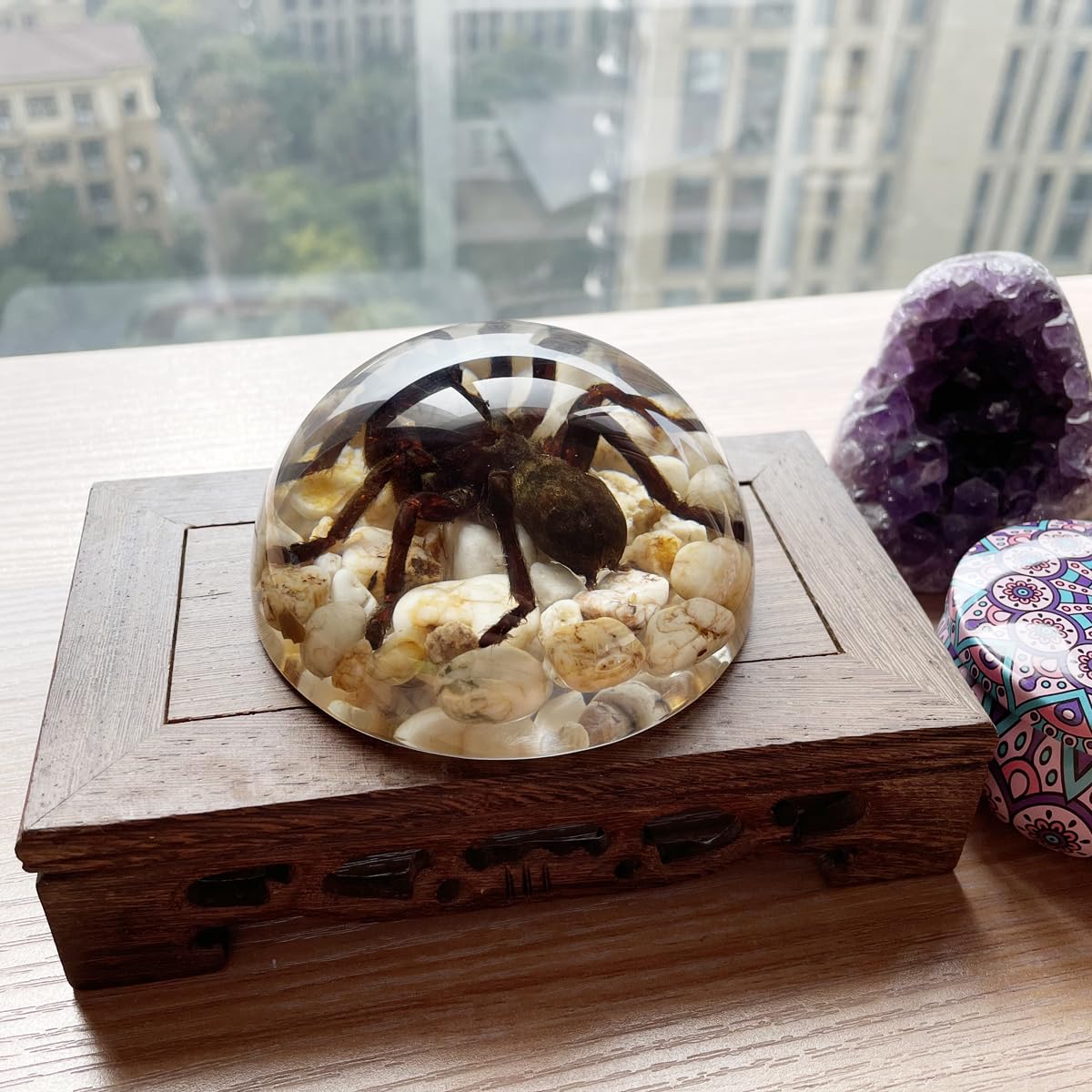 Real Spider Specimens in Resin Paperweight Crafts, Animal Taxidermy Collection for Science Education & Desk Ornament (Tarantula Bird Spider)