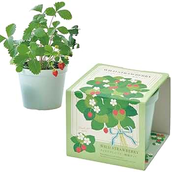  ワイルドストロベリーセット ウェッジウッド ワイルドストロベリーセット