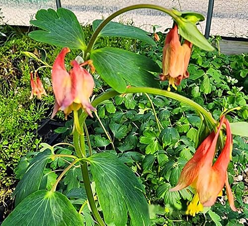 Greenwood Nursery: Live Perennial Plants - Wild Red Columbine + Aquilegia Canadensis - [Qty: 2X Pint Pots] - (Click for Other Available Plants/Quantities) - Thumbnail 2
