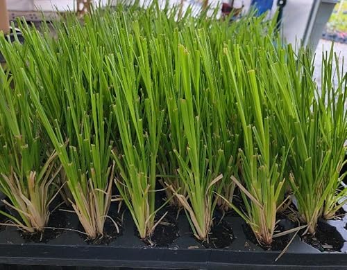 (1) - Pink Pampas Grass (Cortaderia) - Starter Plant (4M) (1 Plant) #TOP2