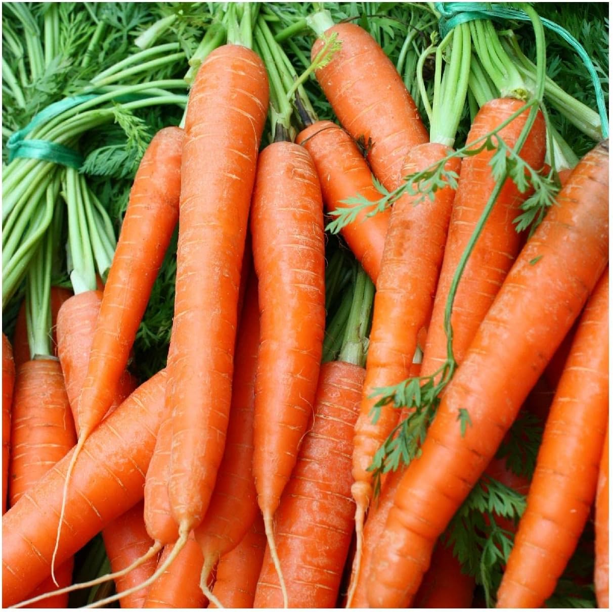 Everwilde Farms - 1 Lb Scarlet Nantes Carrot Seeds - Gold Vault