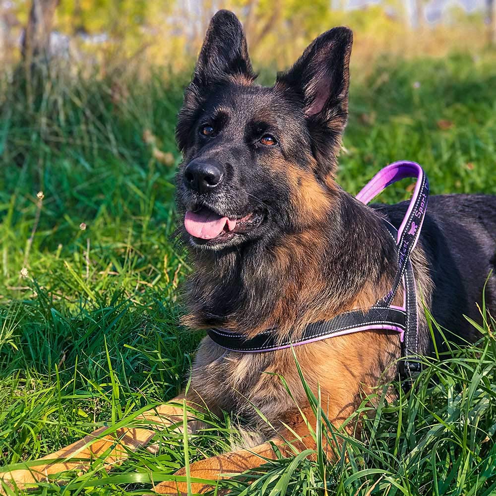 Ferplast Szelki dla psa typu szwedzkiego SPORT DOG P LARGE, bardzo dobre dopasowanie, miękka wyściółka, odblaskowe szwy, etykieta na imię zwierzaka, wys.: 65 cm - szer.: 77÷98 cm, fuksja