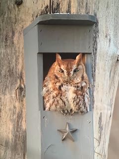 Lone Star Woodcraft Screech Owl House/Nesting Box - Rectangular Opening